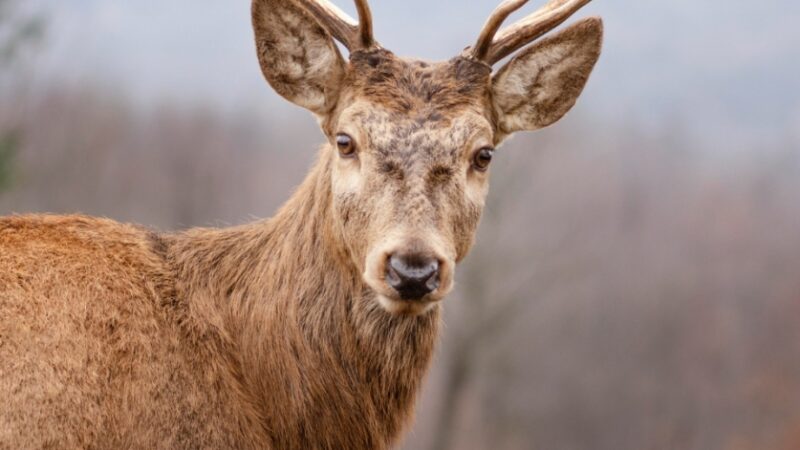 Nowonarodzona samica elanda zwyczajnego dołącza do rodziny Śląskiego Ogrodu Zoologicznego