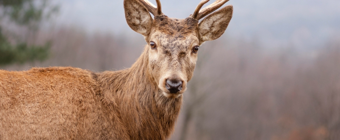 Nowonarodzona samica elanda zwyczajnego dołącza do rodziny Śląskiego Ogrodu Zoologicznego