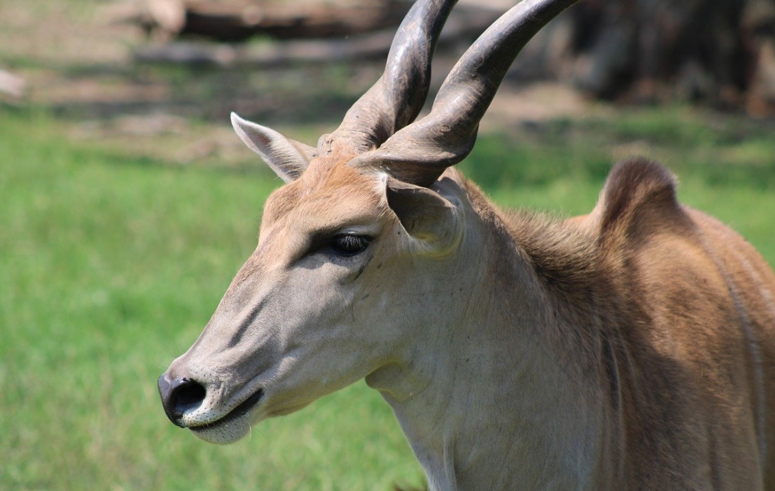 Nowe życie w parku – narodziny młodej elandki w Śląskim Ogrodzie Zoologicznym