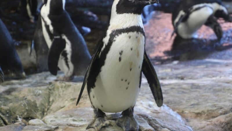 Nowe mieszkańców w Śląskim Zoo: Cztery samice pingwina Humboldta dołączyły do rodziny