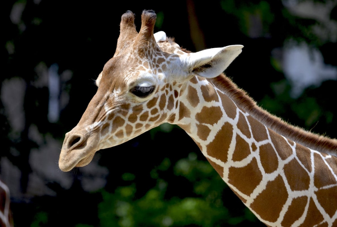 "Kosmiczne ZOO" – innowacyjna propozycja od Planetarium i Śląskiego Ogrodu Zoologicznego