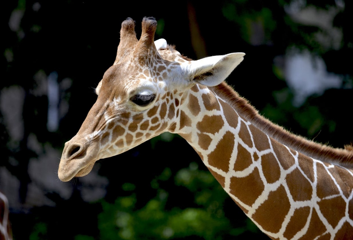 Nowonarodzona żyrafa w Śląskim ZOO otrzymuje imię Lea dzięki społecznościowemu głosowaniu