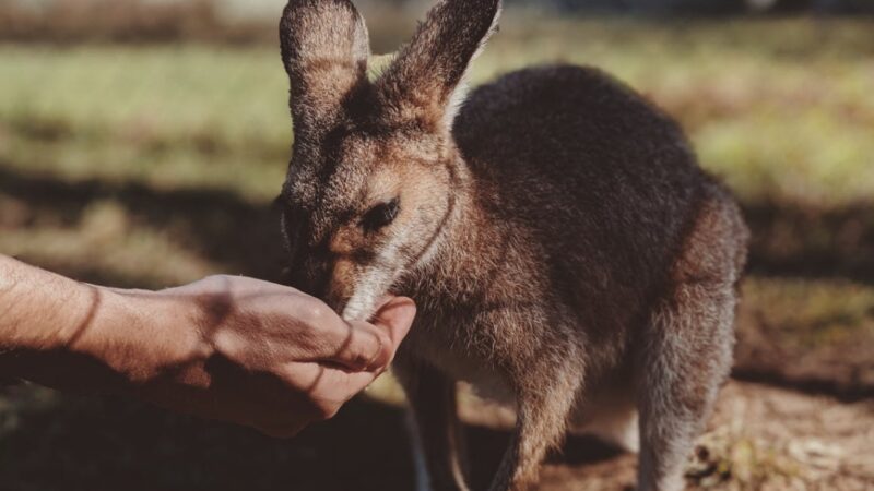 Urodziny maleńkiego kangura w Śląskim ZOO – miła niespodzianka na koniec 2024 roku