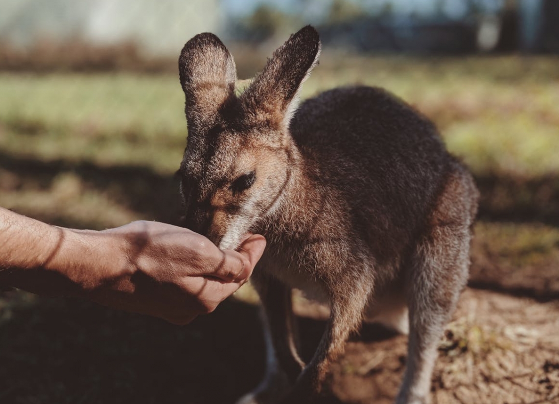 Urodziny maleńkiego kangura w Śląskim ZOO – miła niespodzianka na koniec 2024 roku