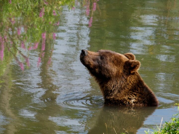 Obchody 38. urodzin Kasi, himalaistycznej niedźwiedzicy, niewątpliwie jeden z najstarszych egzemplarzy w zoo