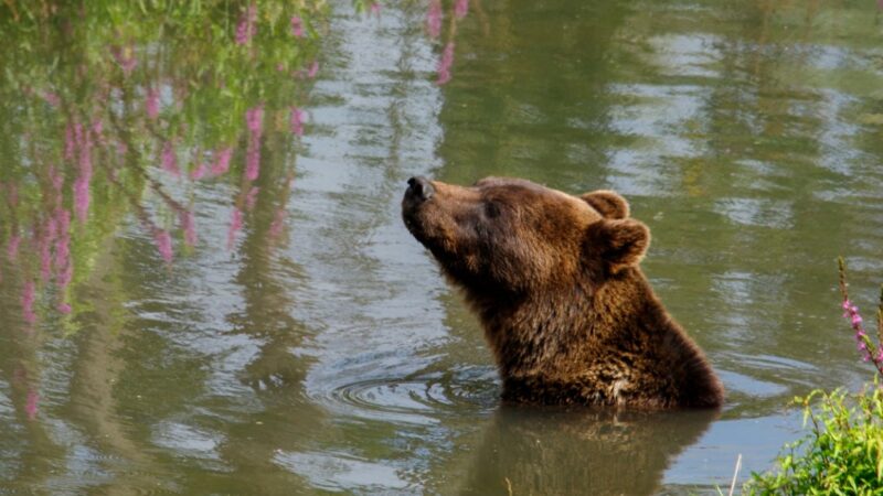 Obchody 38. urodzin Kasi, himalaistycznej niedźwiedzicy, niewątpliwie jeden z najstarszych egzemplarzy w zoo