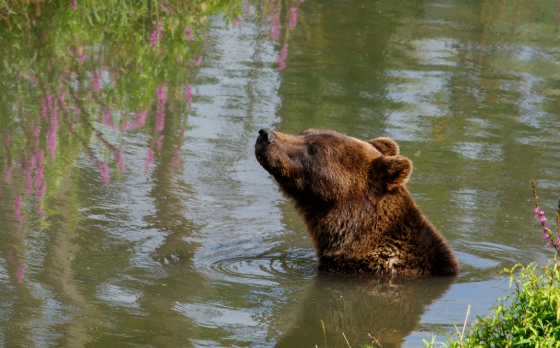 Obchody 38. urodzin Kasi, himalaistycznej niedźwiedzicy, niewątpliwie jeden z najstarszych egzemplarzy w zoo