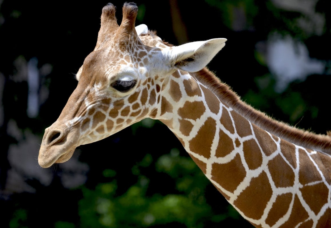 Nowonarodzona samiczka żyrafy w ZOO w Chorzowie szuka imienia: miłośnicy zwierząt mogą pomóc w wyborze!