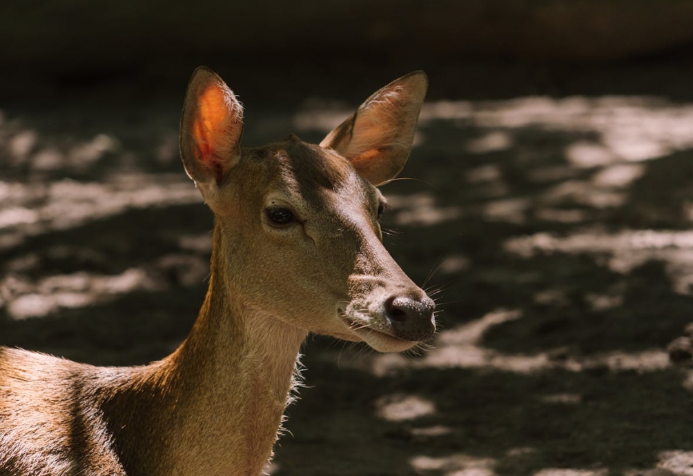 Narodziny dwóch antylop garn w Śląskim Ogrodzie Zoologicznym jako ważny krok w ochronie gatunku