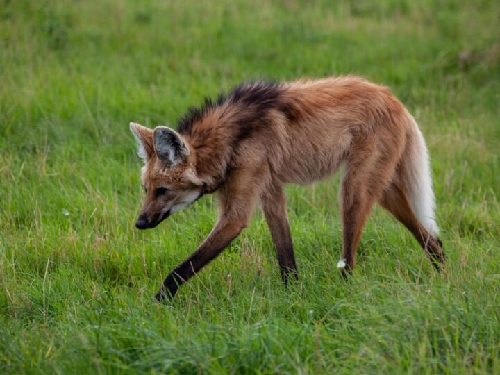 Ekscytujące wydarzenie na początek roku – narodziny rzadkich wilków grzywiastych w Śląskim Zoo