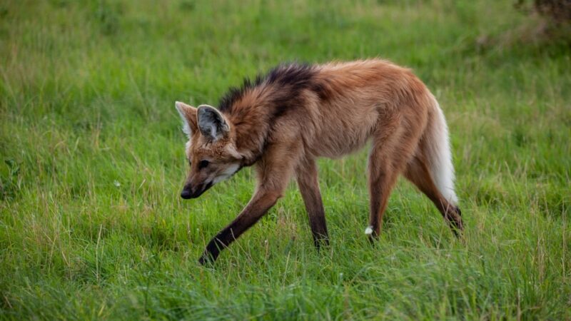 Ekscytujące wydarzenie na początek roku – narodziny rzadkich wilków grzywiastych w Śląskim Zoo