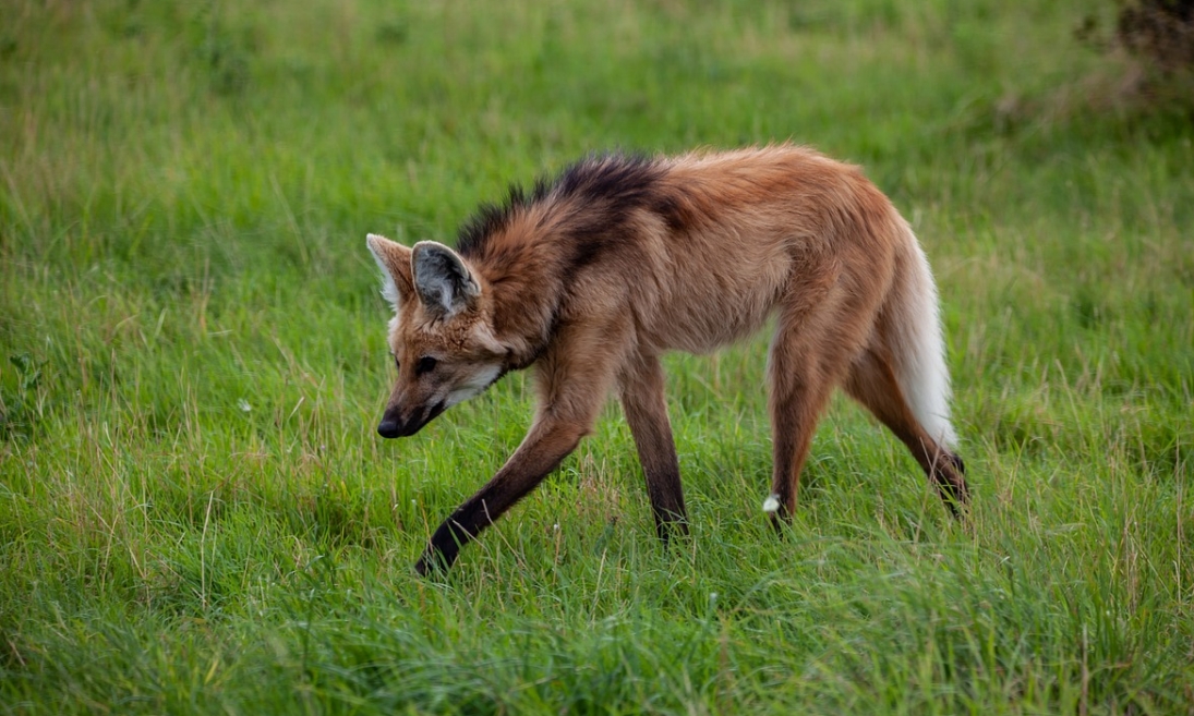 Ekscytujące wydarzenie na początek roku – narodziny rzadkich wilków grzywiastych w Śląskim Zoo