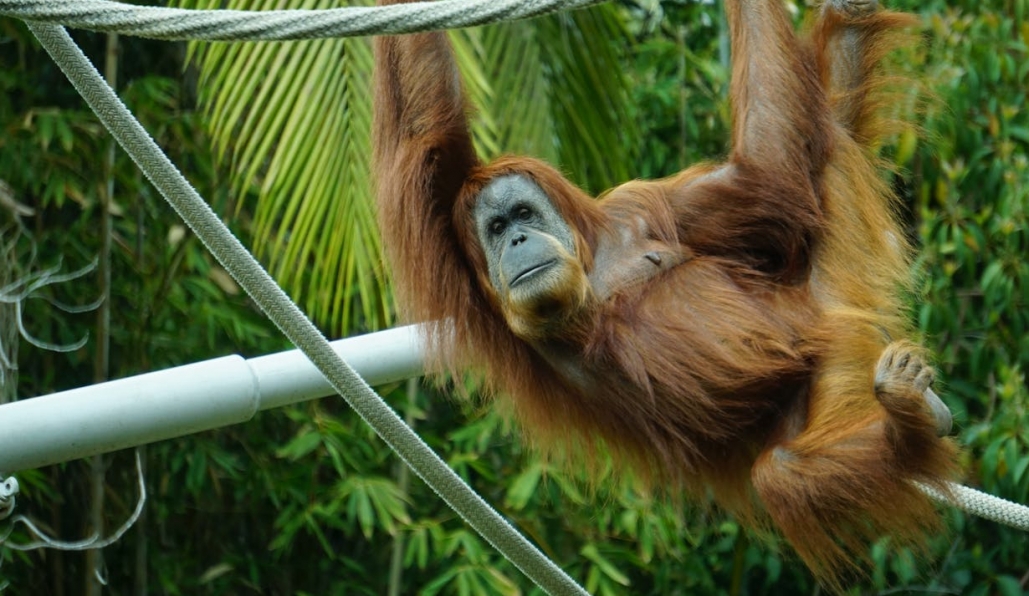 Zmieniony cennik biletów w Śląskim Ogrodzie Zoologicznym obowiązujący od 1 marca do 31 października